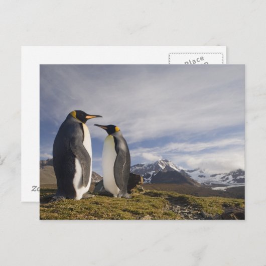 Carte Postale Antarctique, île de Géorgie du Sud (Royaume-Uni), (Devant / Derrière)