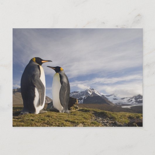 Carte Postale Antarctique, île de Géorgie du Sud (Royaume-Uni), (Devant)