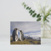 Carte Postale Antarctique, île de Géorgie du Sud (Royaume-Uni), (Debout devant)