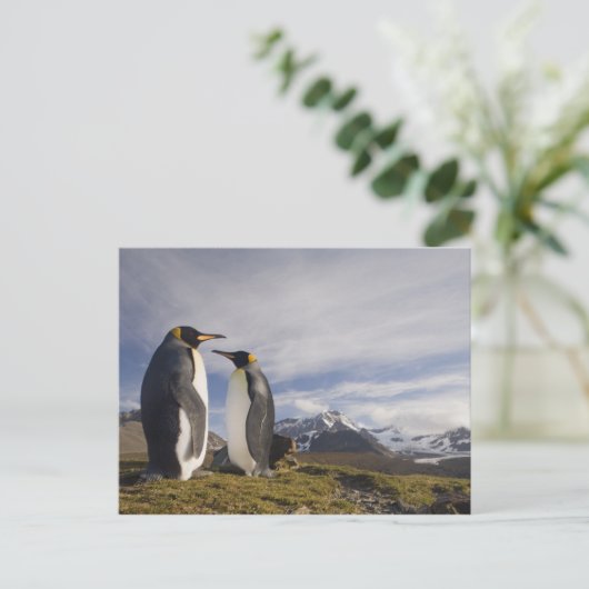 Carte Postale Antarctique, île de Géorgie du Sud (Royaume-Uni), (Debout devant)