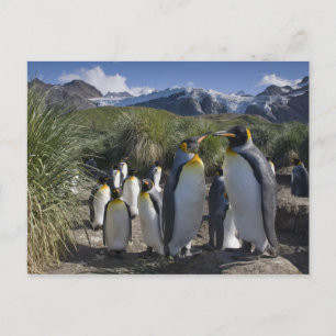 Carte Postale Antarctique, île de Géorgie du Sud Royaume-Uni), r