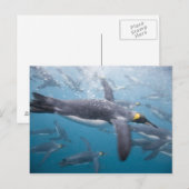 Carte Postale Antarctique, île de Géorgie du Sud UK (Devant / Derrière)