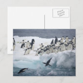 Carte Postale Antarctique, île Paulet. Pingouins d'Adelie (Devant / Derrière)