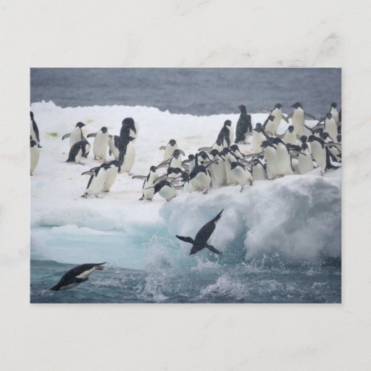 Carte Postale Antarctique, île Paulet. Pingouins d'Adelie (Devant)