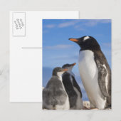 Carte Postale Antarctique, Neko Cove (Port). Pingouin Gentoo 2 (Devant / Derrière)