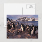 Carte Postale Antarctique, poussins de pingouin d'Adelie (Devant / Derrière)