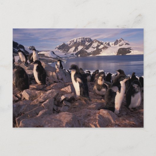 Carte Postale Antarctique, poussins de pingouin d'Adelie (Devant)
