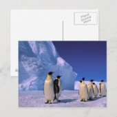 Carte Postale Antarctique, territoire australien antarctique, 7 (Devant / Derrière)