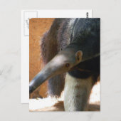 Carte postale Anteater (Devant / Derrière)