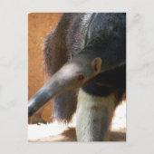 Carte postale Anteater (Devant)