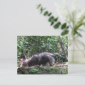 Carte postale Anteater géant (Debout devant)