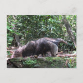 Carte postale Anteater géant (Devant)