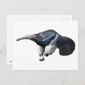 Carte Postale Anteater géant isolé marche (Devant / Derrière)