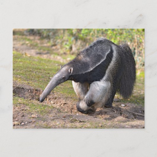 Carte Postale Anteater géant marchant sur l'herbe (Devant)