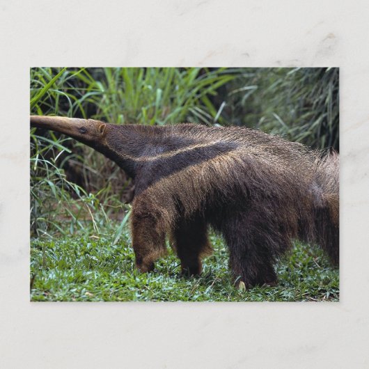 Carte Postale Anteater géant (Myrmecophaga tridactyla) (Devant)