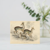Carte postale Antelope (Debout devant)
