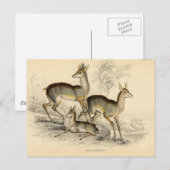 Carte postale Antelope (Devant / Derrière)