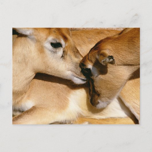 Carte Postale Antelope africaine et faon (Devant)
