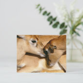 Carte Postale Antelope africaine et faon (Debout devant)