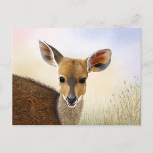 Carte Postale Antelope Bushbuck Young African Deer Drawing (Devant)