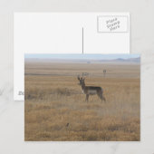 Carte Postale Antelope contemplative (Devant / Derrière)