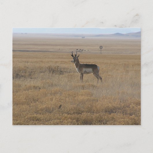 Carte Postale Antelope contemplative (Devant)