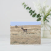 Carte Postale Antelope dans le profil (Debout devant)