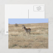 Carte Postale Antelope dans le profil (Devant / Derrière)