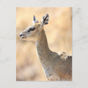 Carte Postale Antélope de Klipspringer