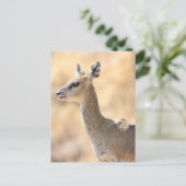 Carte Postale Antélope de Klipspringer (Debout devant)