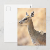 Carte Postale Antélope de Klipspringer (Devant / Derrière)