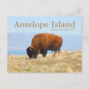 Carte Postale Antelope Island, Great Salt Lake, Utah Postcard