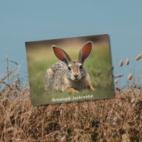 Antelope Jackrabbit pondre sur l'herbe