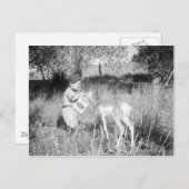 Carte Postale Antélope nourrissante (Devant / Derrière)