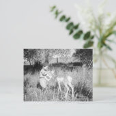 Carte Postale Antélope nourrissante (Debout devant)