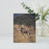 Carte Postale Antelope solitaire (Debout devant)