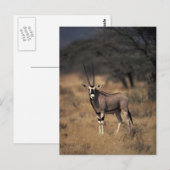 Carte Postale Antelope solitaire (Devant / Derrière)