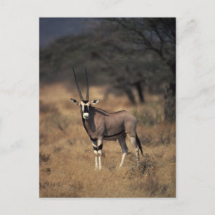 Carte Postale Antelope solitaire