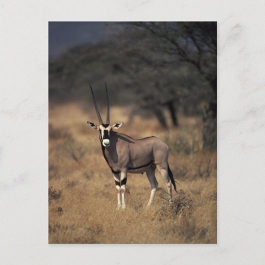 Carte Postale Antelope solitaire (Devant)