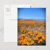 Carte Postale Antelope Valley California Poppy Reserve (Devant / Derrière)