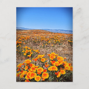 Carte Postale Antelope Valley California Poppy Reserve