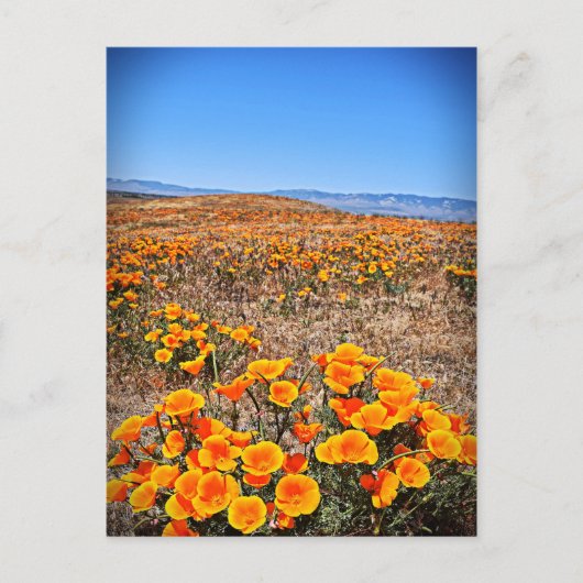 Carte Postale Antelope Valley California Poppy Reserve (Devant)