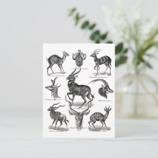Carte Postale Antelopes (Debout devant)