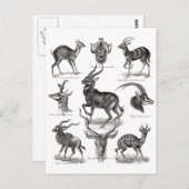 Carte Postale Antelopes (Devant / Derrière)