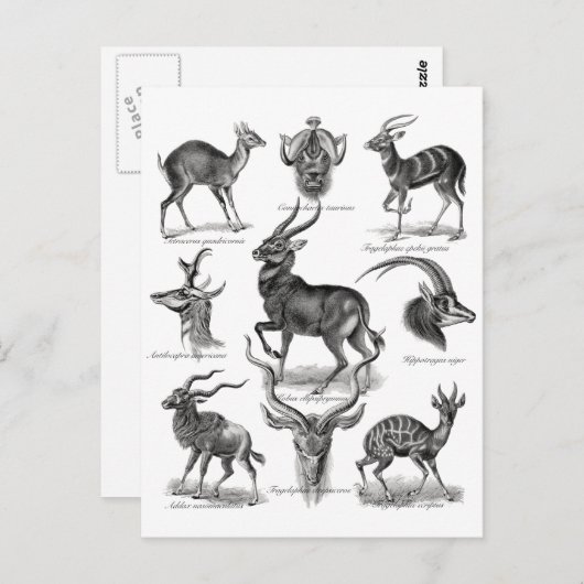 Carte Postale Antelopes (Devant / Derrière)