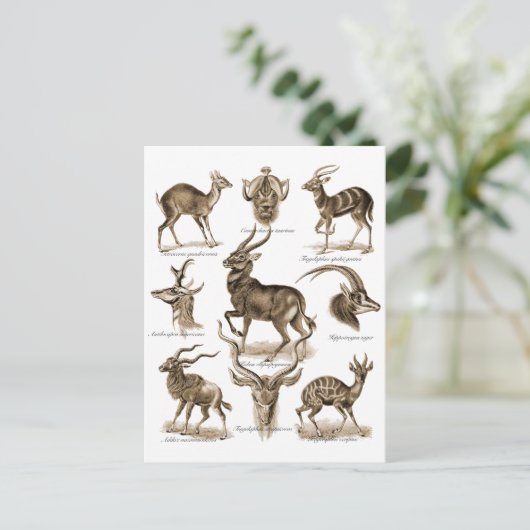 Carte Postale Antelopes (Debout devant)