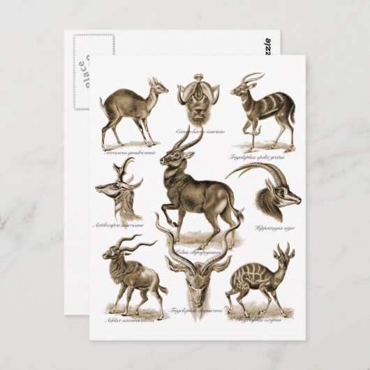 Carte Postale Antelopes (Devant / Derrière)