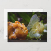 Carte Postale Antennarius commerson & Taenianotus triacanthus (Devant / Derrière)