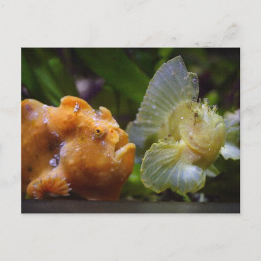 Carte Postale Antennarius commerson & Taenianotus triacanthus (Devant)