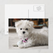 Carte Postale Antérieur ! (Devant / Derrière)